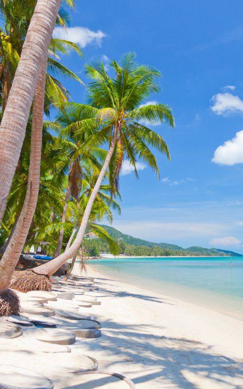 Palmen am Strand in Thailand