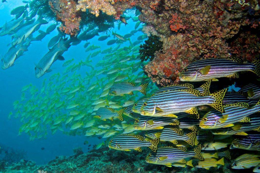 Baros Maldives