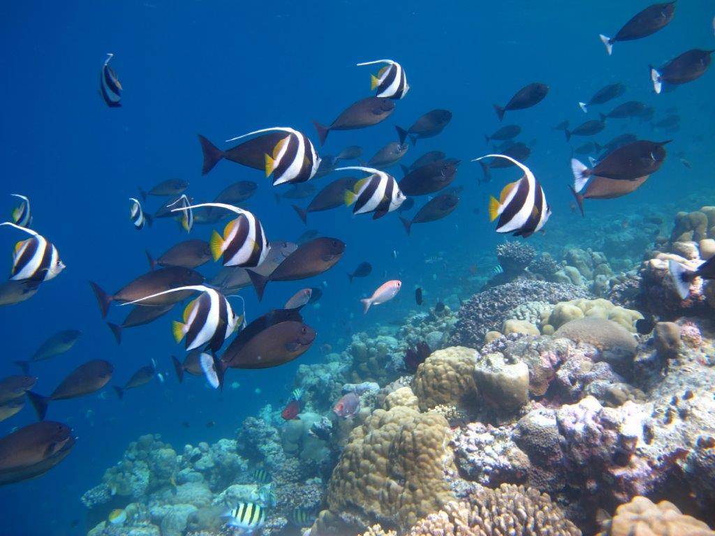 KUDAFUSHI RESORT & SPA