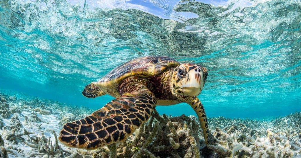 COMO Maalifushi, The Maldives 