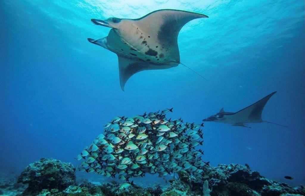 Summer Island Maldives