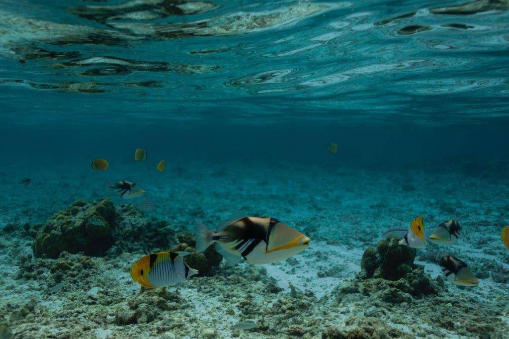 Cinnamon Dhonveli Maldives
