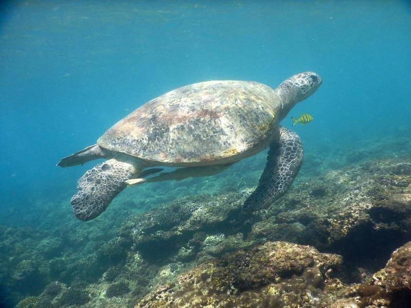 Phuket Marriott Resort & Spa, Merlin Beach