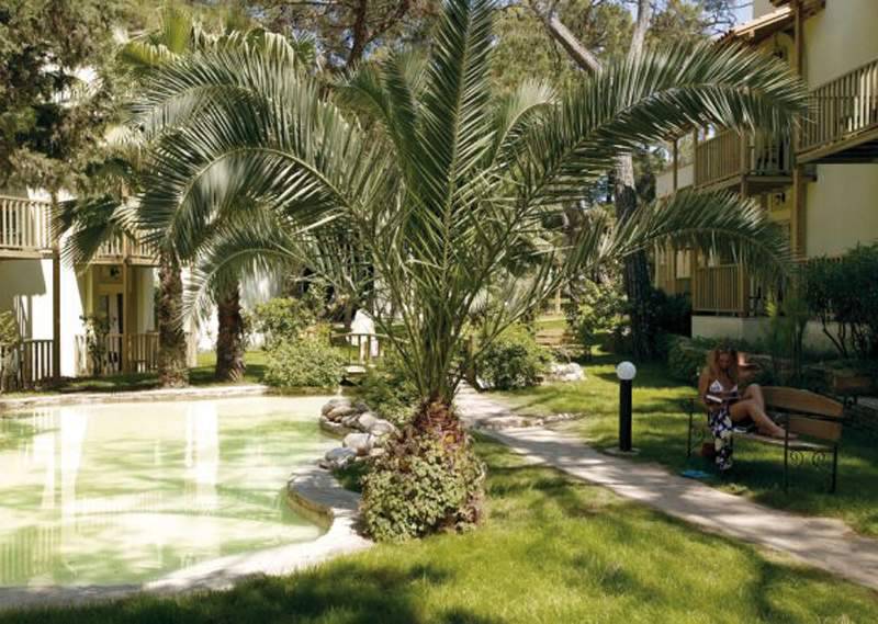 Gypsophila Club Marine