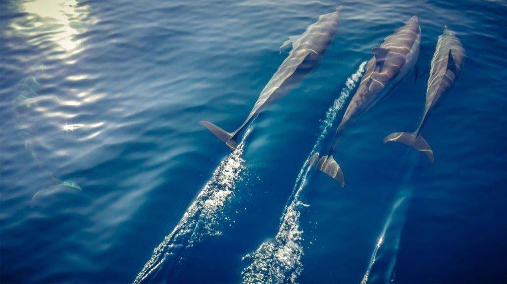 Hurawalhi Island Resort