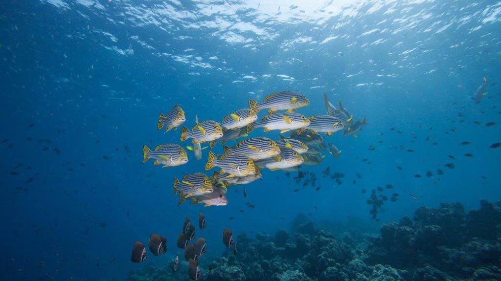 Hurawalhi Island Resort