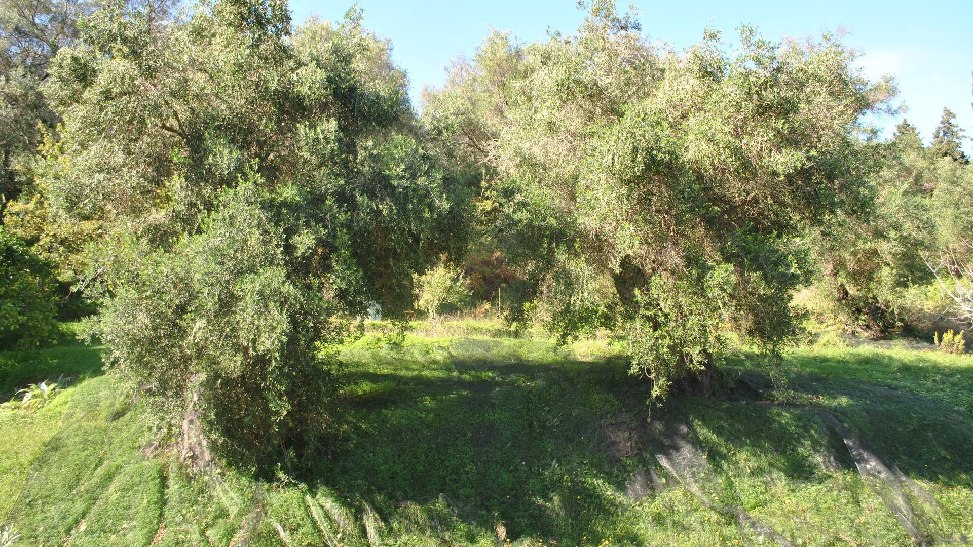 11_AGRCFUARUA_1829602