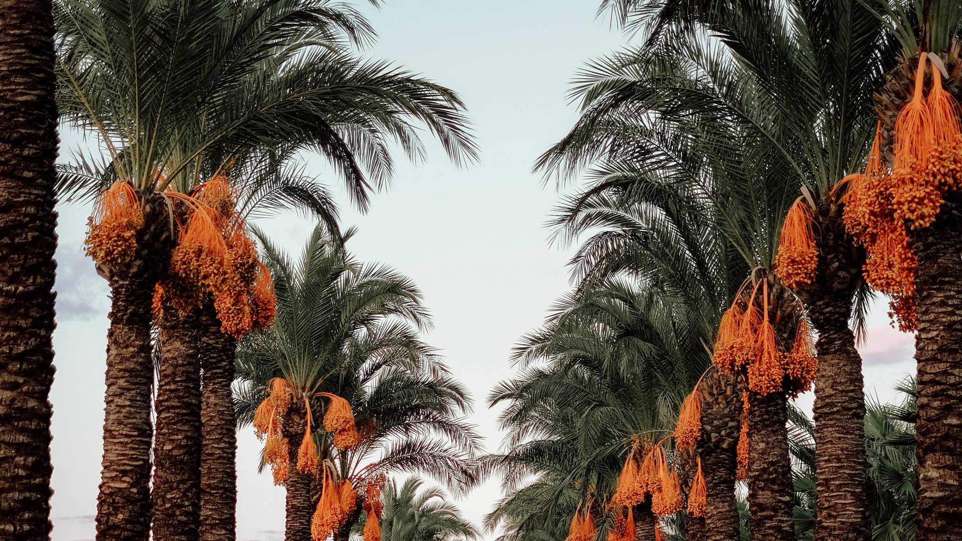 Ajman - Etihad Holidays Ajman - Etihad Holidays