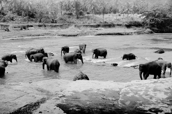 sri lanka elephant herd green fields