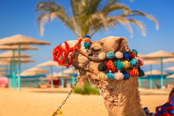 kamel am strand - Hurghada