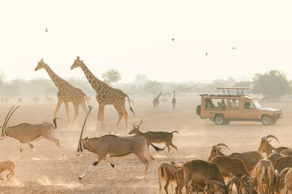 Sir Bani Yas Abu Dhabi 