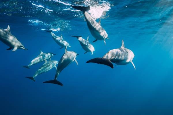 ocean mauritius dolphins ocean mauritius dolphins
