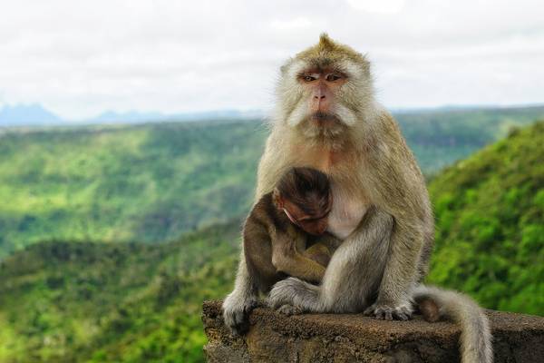 Monkey mauritius Monkey mauritius