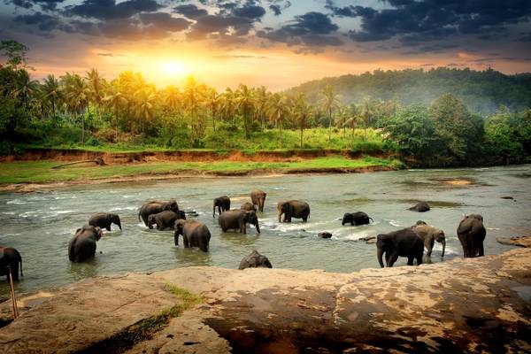 sri lanka elephant herd green fields