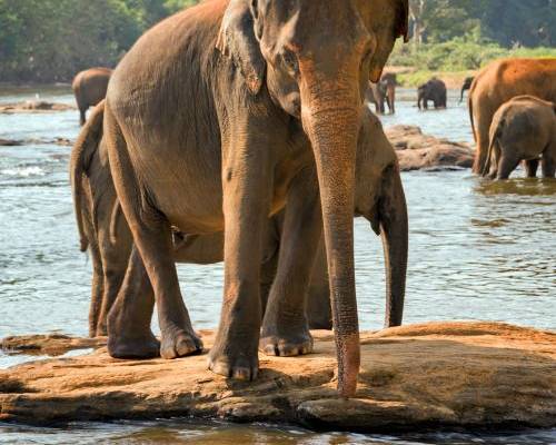 Safari in Sri Lanka