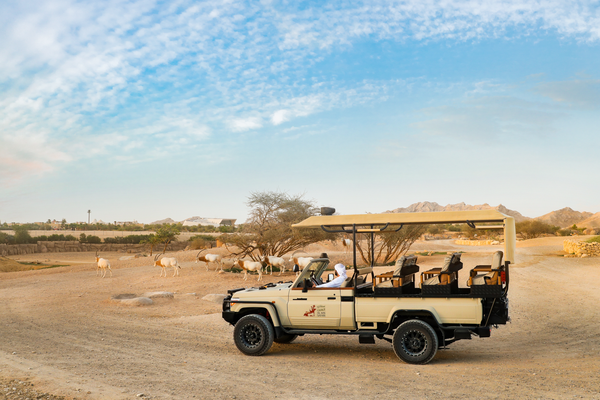 Sir Bani Yas Abu Dhabi